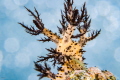   Dendronotus sp.3 sp3 sp  